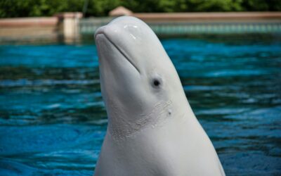 Assist Ukraine Director, Olga Shpak, Plays An Important Role in Dramatic Beluga Whale Rescue, The New York Times Reports